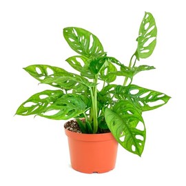 Shop Succulents Monstera Adansonii Hanging Plant, Live Indoor Plant, Easy Care Hanging Swiss Cheese Houseplant in Nursery Pot, Air Purifying Plant in Soil, Housewarming, Home Décor, 6" Pot
