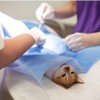 Vet Spaying Fenestrated Drape Surgical Drape | Neutering Surgical Drape