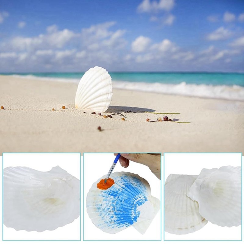 Giilayky 15 PCS Natural Sea Shell Large White, 4-4.7 Inch