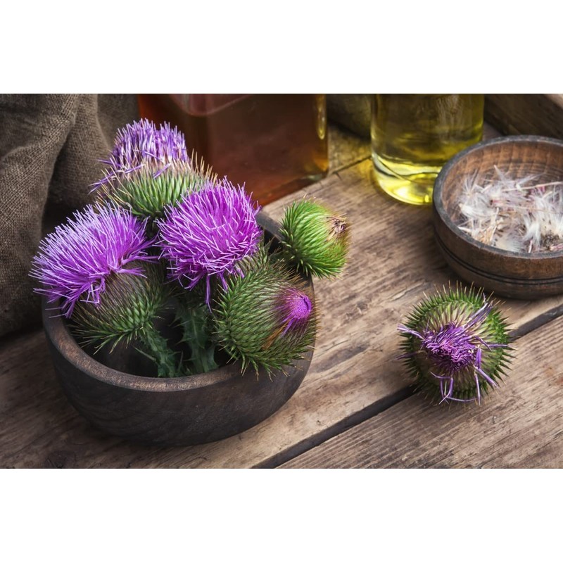 22Day Seeds: Seeds Milk Thistle/Blessed Milkthistle/Purple Blessed/Non GMO/Heirloom
