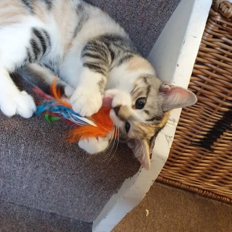 Percy Parrot bird cat toy feather teaser, feather,interactive kitty,unique,Cat Toy,Kitty,Gift