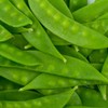 Mammoth Melting Sugar Pod Snow Pea Garden Seed - 5
