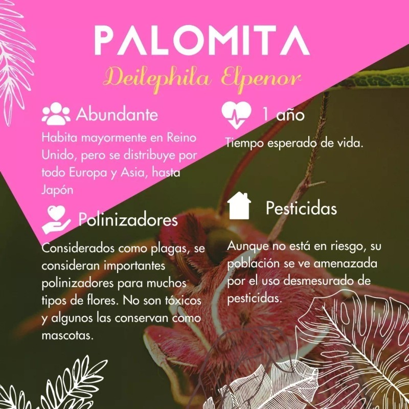 Vidamía Jabón Artesanal Med Leche Nuez De La India Nutritivo