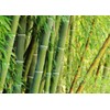 Giant Bamboo Seeds for Planting - 500+ Giant Green Bamboo