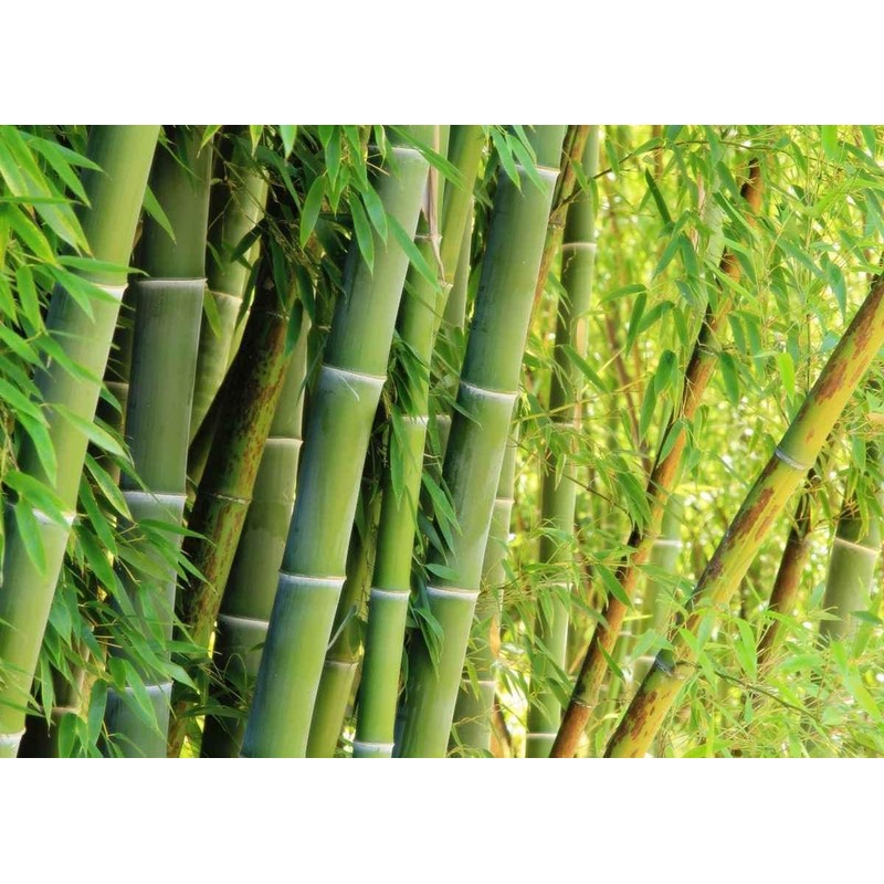 Giant Bamboo Seeds for Planting - 500+ Giant Green Bamboo