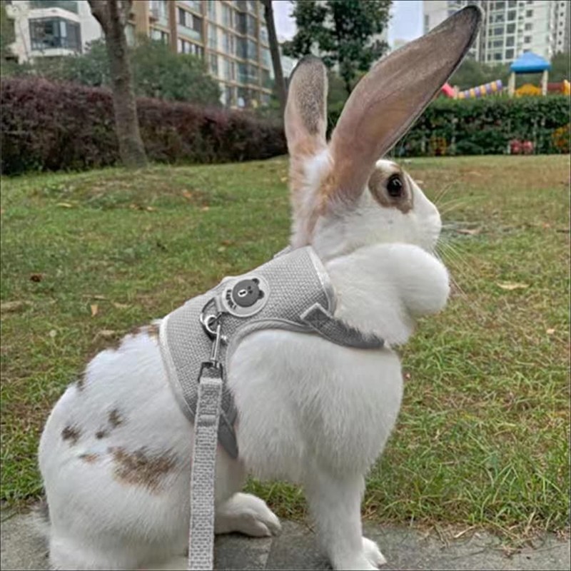 Rabbit Lead, Adjustable Rabbit Lead, Rabbit Accessories, 120 cm Rabbit