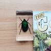 FlyingBean Real Blue Rose Chafer Beetle Insect Specimens in Resin