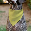 Spongebob Squarepants Pet Bandana Spongebob Squarepants Normal is Boring Pose