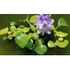 Water Lettuce (Pistia stratiotes) + Common Water Hyancinth (Eichhornia crassipes)