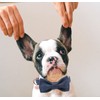DOGWONG Cotton Dog Collar with Bow Deep Blue Pet Collar