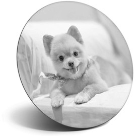 Destination Vinyl ltd Magnet for Refrigerator, Fridge BW - Cute Pomeranian Dog Puppy for Office, Cabinet and Whiteboard, Magnetic Stickers, 42764