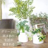 Kishima KH-61247 Artificial House Plants, Fake Green, Artificial Plants, Never