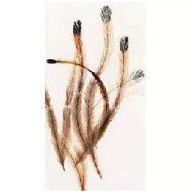 Twenty (20) Emu Feathers for Hair Extensions/Crafts (2 to 4 inches)
