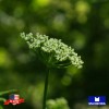 Maxboba Angelica Herb Seeds Non-GMO Heirloom - 100 Seeds