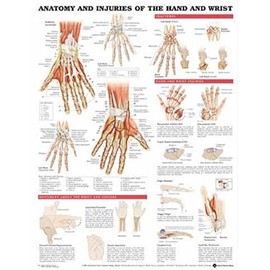 Anatomy and Injuries of the Hand and Wrist Anatomical Chart 20" X 26" Laminated