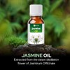 SALVIA Jasmine (Jasminun officinale) Natural Pure Undiluted Uncut Carrier Oil