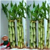 Unbranded 8" Lucky Bamboo 6 Healthy Plants, Gift, Feng Shui,