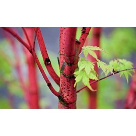 Beni Kawa Japanese Maple 3 - Year Graft