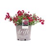 Drift Red Rose, 2 Gal