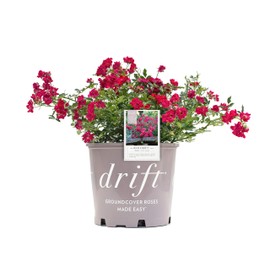 Drift Red Rose, 2 Gal