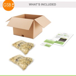 Garden State Bulb Splendens Tiger Lily Flower Bulbs, 14/16cm, Spring Planting (Bag of 20)