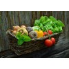 Set of 12 Squash- Zucchini Vegetable Seed Packs - Create