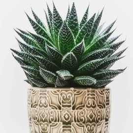 Twilight Zone Aloe (Aloe Twilight Zone) - Large - Live Plant - Starry White Speckles - Vibrant Orange Flowers