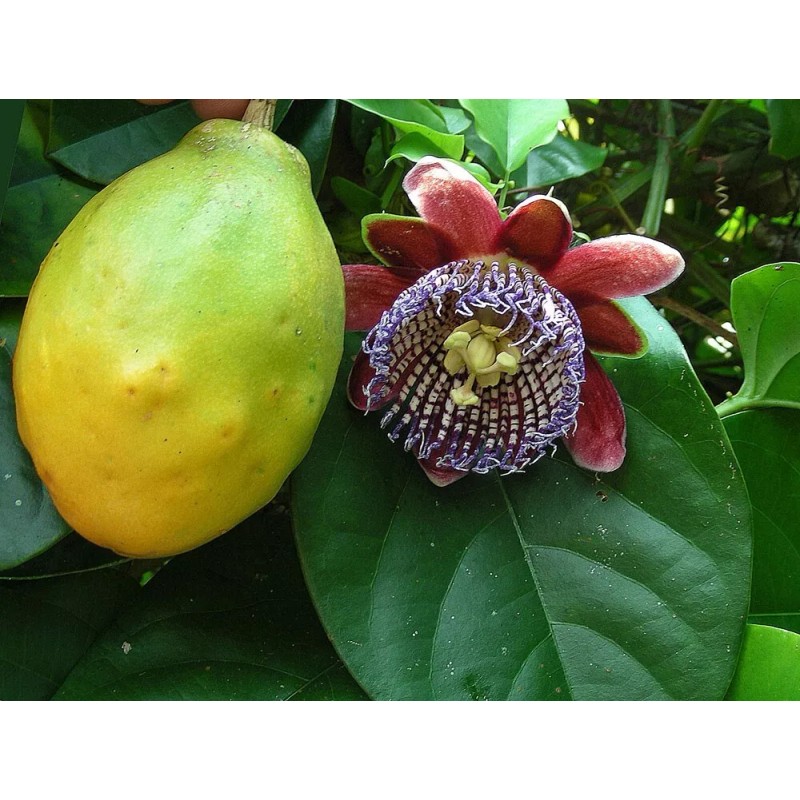 Buy Rare Seeds Passiflora alata | Fragrant Granadilla | Winged-stem