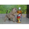 Proteina Para Perro Pure Gold Duo