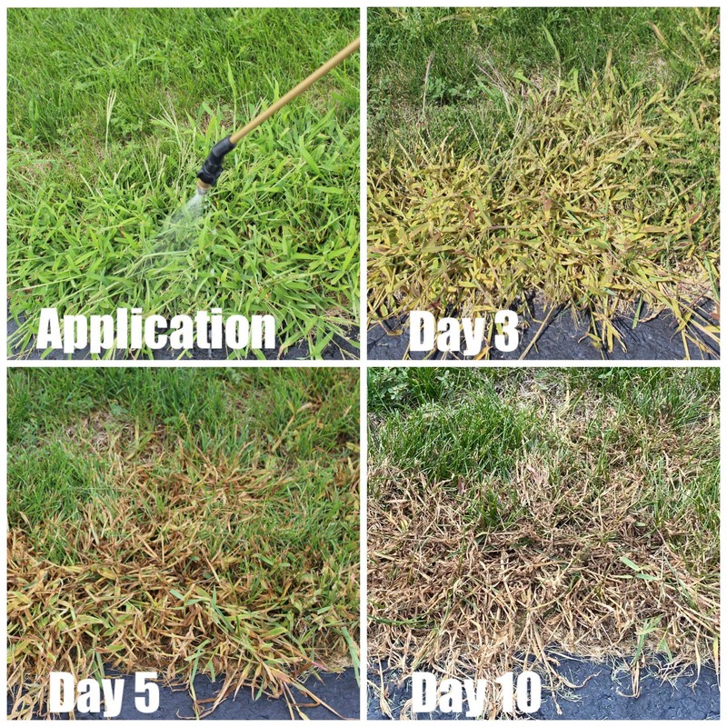 Primesource Quinclorac 1.5 Select Liquid Crabgrass Killer 7.5 Ounces