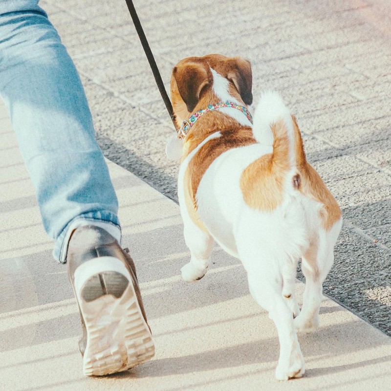 Sweet Donuts Cupcake Dog Collars Soft Adjustable Collar Strap for