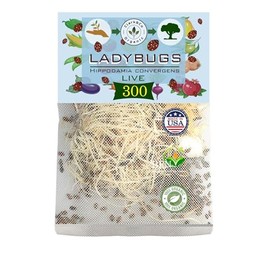 Live Ladybugs - Good Bugs for Garden - Hippodamia Convergens - Guaranteed Live Delivery!… (Ladybugs, 300, Count)