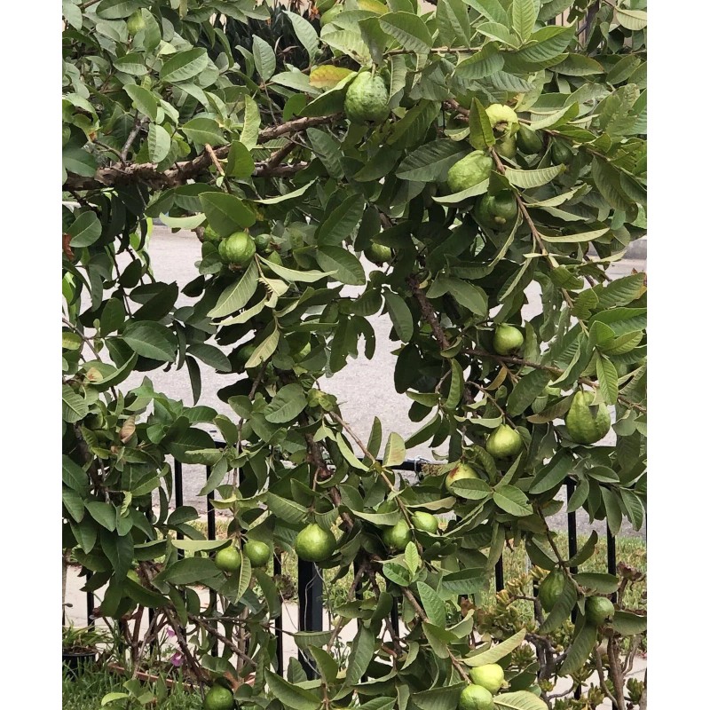 Guava Tree With Pot 10”Tropical Live Plant White Guava Fruit