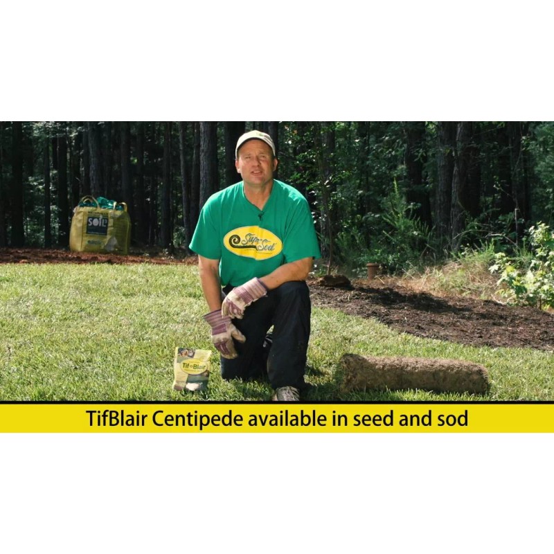 Tifblair Centipede Grass Seed (Certified) - Select Your Size -