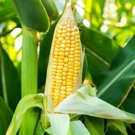 TomorrowSeeds Golden Bantam 12 Sweet Yellow Corn Seeds | Heirloom Untreated Garden Seed 2025 - 30+ Count
