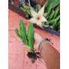 Starfish Stapelia succulent Starter plant