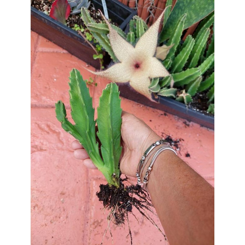Starfish Stapelia succulent Starter plant