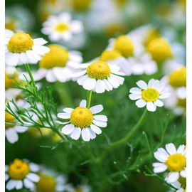 Chamomile, Roman (Chamaemelum nobile) Herb Seeds, Easy to Grow, Ancient Healing Herb, Natural Insect Repellent, Tea Delight, Seeds by MySeeds.Co, You Choose The Amount (0.25 oz)