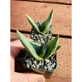 Unbranded Aloe Tomentosa- Rare Aloes, Succulents, Cactus, Agaves Plants Agave Cacti