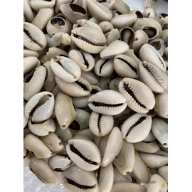 Caracoles | Mano de 21 Caracoles | Caracoles Abiertos Cowrie Shells