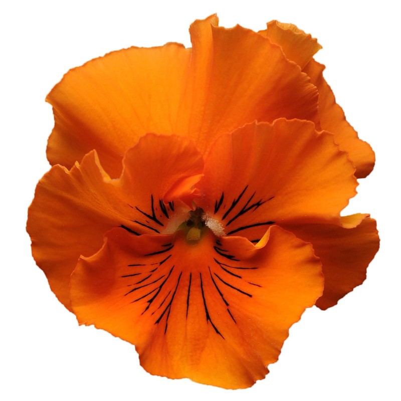 Outsidepride 50 Seeds Viola Pansy Frizzle Sizzle Orange Flower Seeds