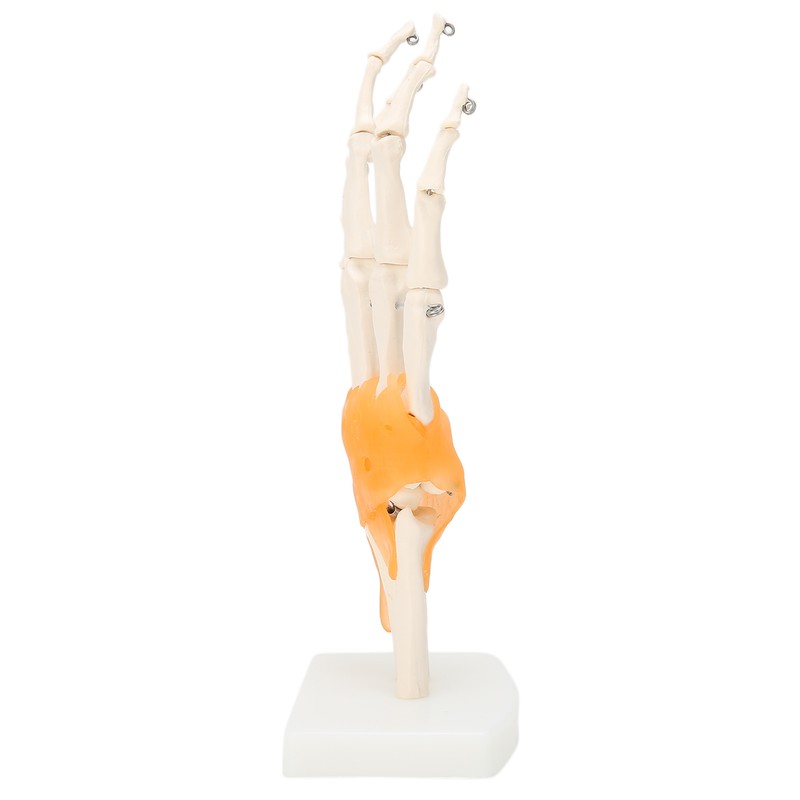 Human Hand Model Hand Joint Display Model for Patient Training