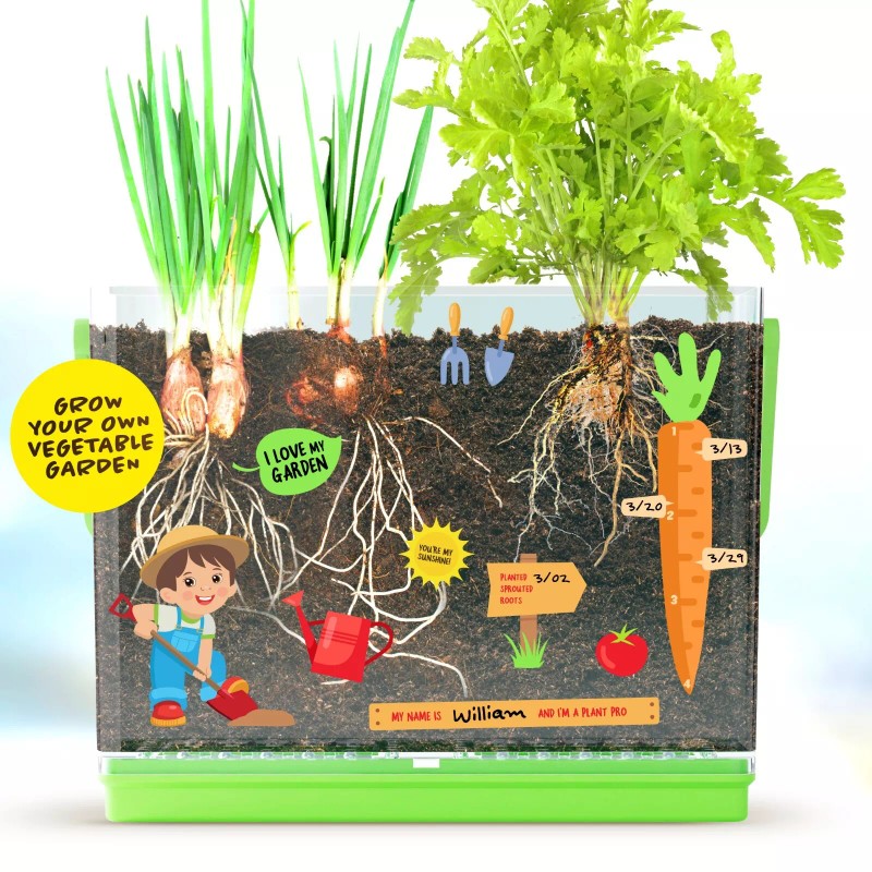 Dan&Darci Root Viewer Kit for Kids - Grow Your Own