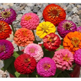 1000+ ZINNIA DWARF THUMBELINA MIX - Butterflies - Hummingbirds -- CUT FLOWERS