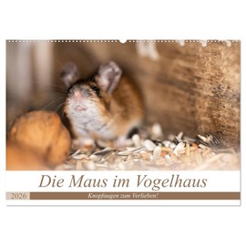 Die Maus im Vogelhaus (Wandkalender 2026 DIN A2 quer), CALVENDO Monatskalender: Süsse Knopfaugen und freches Grinsen! Mäuse sind einfach zum verlieben. (CALVENDO Tiere)