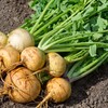 Organic Turnip Seeds (Golden Globe) - Approx 500 Seeds -