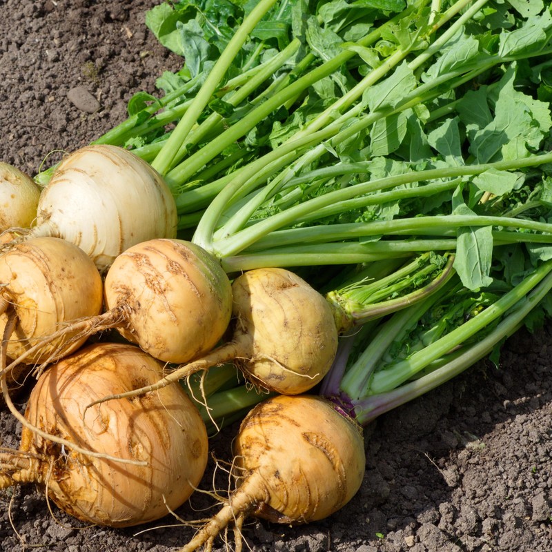 Organic Turnip Seeds (Golden Globe) - Approx 500 Seeds -