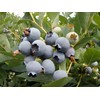 Wilderness Poets Oregon Blueberries (Sweetened with Apples) - Whole, Dried,