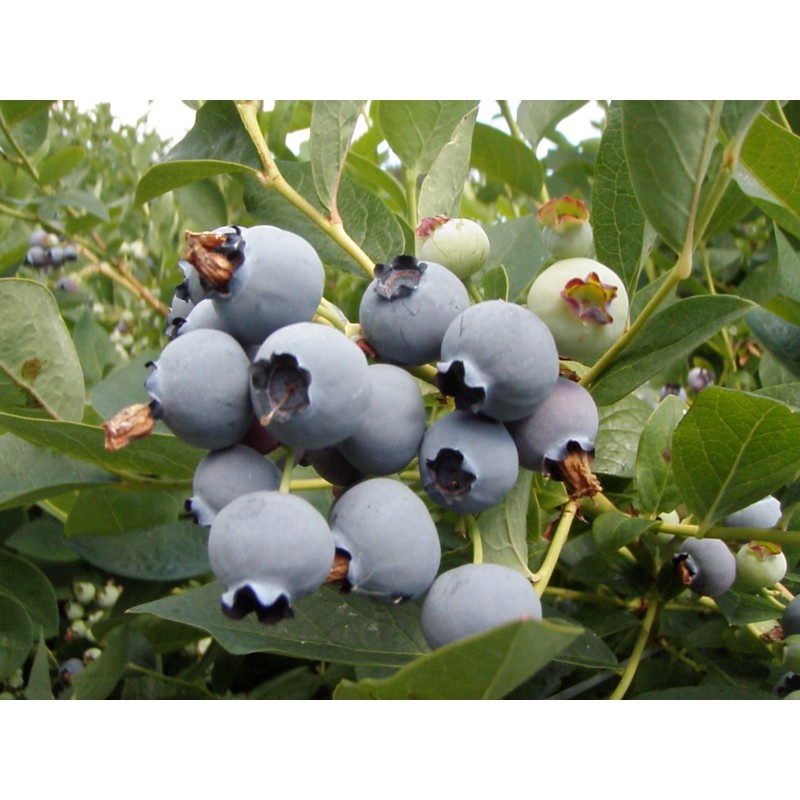 Wilderness Poets Oregon Blueberries (Sweetened with Apples) - Whole, Dried,