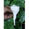ASHIRWAD Dakshinavarti Original Shankh Valampuri Sangu Lakshmi Shankh Conch Shell